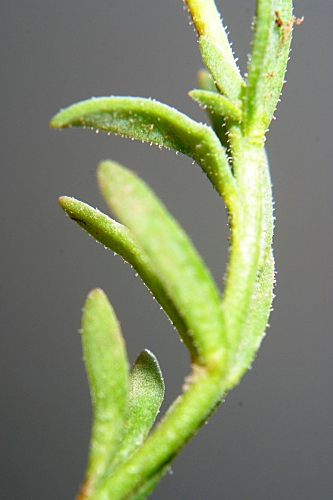 Linaria amethystea subsp. amethystea (Vent.) Hoffmanns. & Link