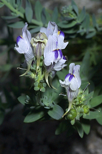 Linaria verticillata subsp. anticaria (Boiss. & Reut.) L. Sáez & M.B. Crespo