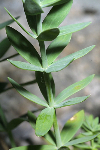 Linaria verticillata subsp. anticaria (Boiss. & Reut.) L. Sáez & M.B. Crespo