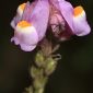 Linaria clementei Haens.