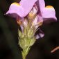Linaria clementei Haens.