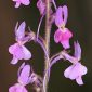 Linaria elegans Cav.