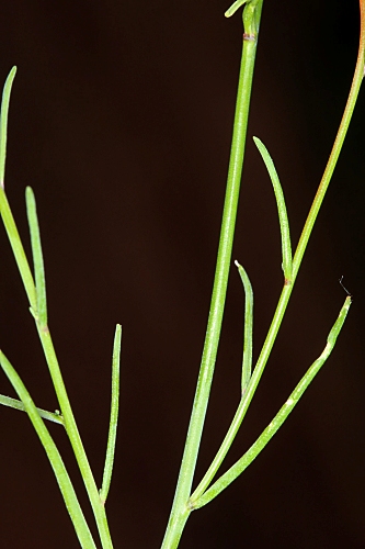 Linaria elegans Cav.