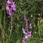 Linaria elegans Cav.