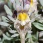 Linaria glacialis Boiss.