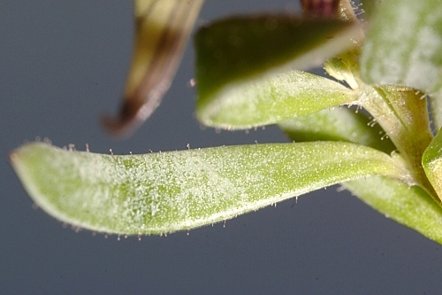 Linaria glacialis Boiss.