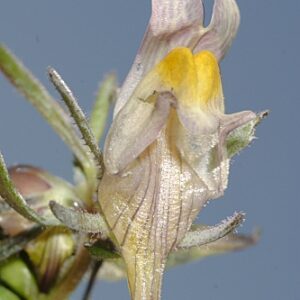 Linaria glacialis Boiss.