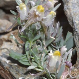 Linaria glacialis Boiss.