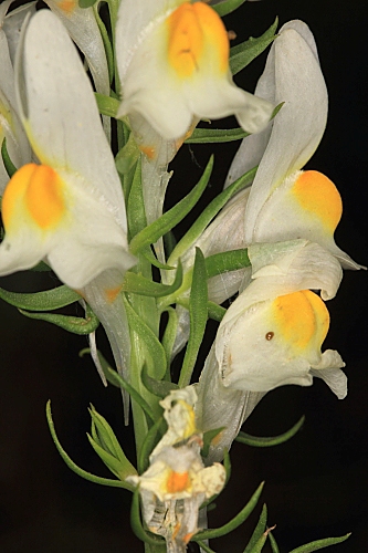 Linaria hirta (Loefl. ex L.) Moench