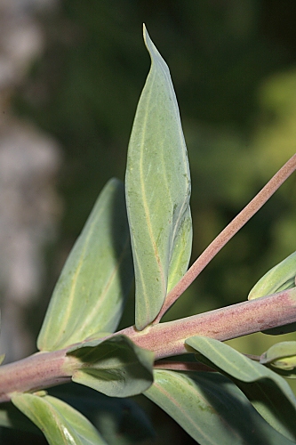 Linaria latifolia Desf.