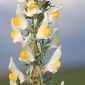 Linaria latifolia Desf.