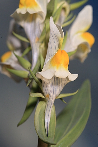 Linaria latifolia Desf.