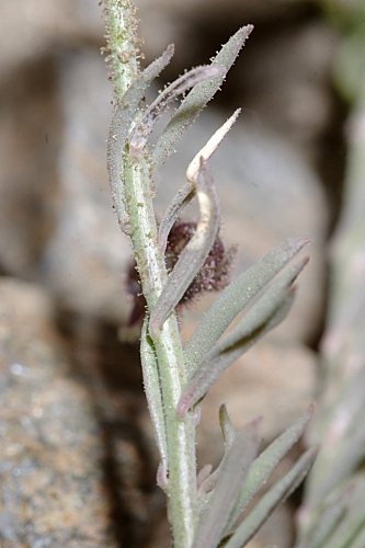 Linaria aeruginea subsp. nevadensis (Boiss.) D.A. Sutton