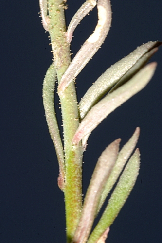Linaria aeruginea subsp. nevadensis (Boiss.) D.A. Sutton
