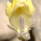 Linaria aeruginea subsp. nevadensis (Boiss.) D.A. Sutton