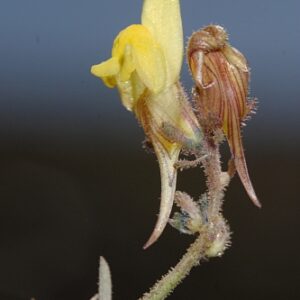 Linaria aeruginea subsp. nevadensis (Boiss.) D.A. Sutton