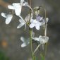 Linaria nigricans Lange