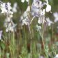 Linaria nigricans Lange