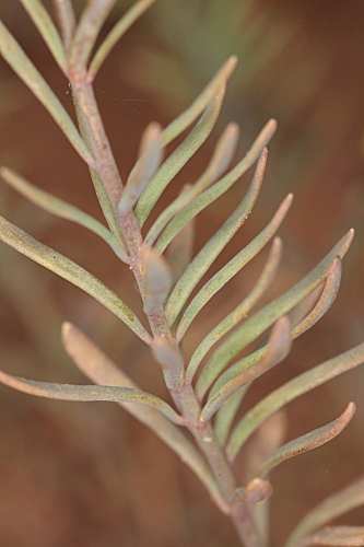 Linaria oblongifolia subsp. benitoi (Fern. Casas) L. Sáez, M.B. Crespo, Juan & M. Bernal