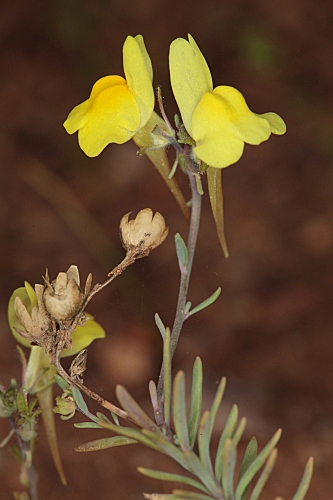 Linaria oblongifolia subsp. benitoi (Fern. Casas) L. Sáez, M.B. Crespo, Juan & M. Bernal