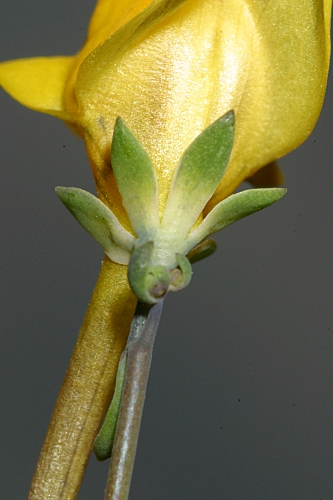 Linaria oligantha subsp. oligantha Lange