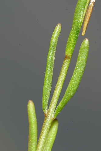 Linaria oligantha subsp. oligantha Lange
