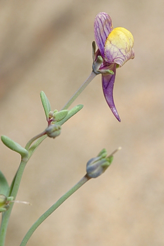 Linaria pedunculata (L.) Chaz.