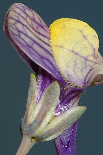 Linaria pedunculata (L.) Chaz.