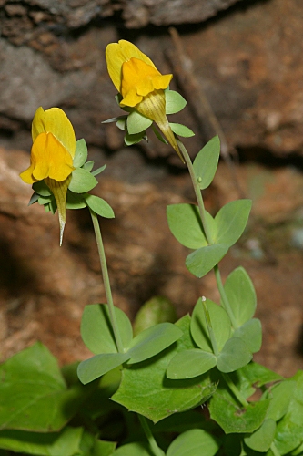 Linaria platycalyx Boiss.