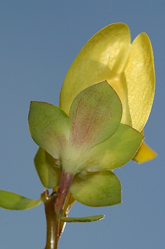 Linaria platycalyx Boiss.