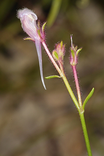 Linaria salzmanii Boiss.