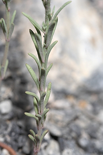 Linaria saturejoides Boiss.