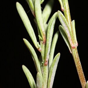 Linaria saturejoides Boiss.