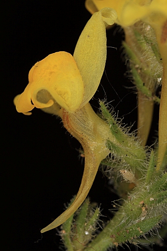 Linaria saxatilis (L.) Chaz.