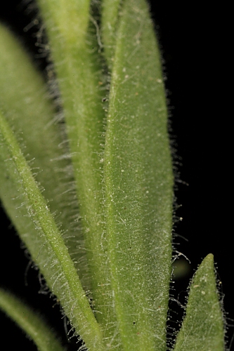 Linaria saxatilis (L.) Chaz.