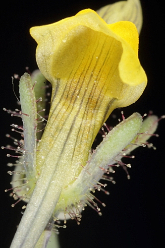 Linaria simplex Willd. ex Desf.