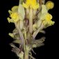 Linaria supina Chaz.