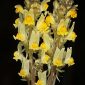 Linaria supina Chaz.