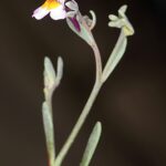 Linaria tursica Valdés & Cabezudo