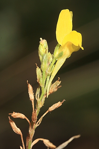 Linaria viscosa (L.) Chaz.