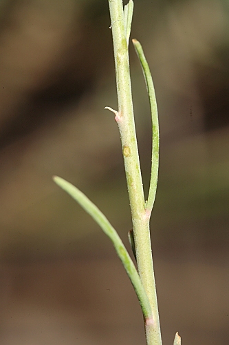 Linaria viscosa (L.) Chaz.