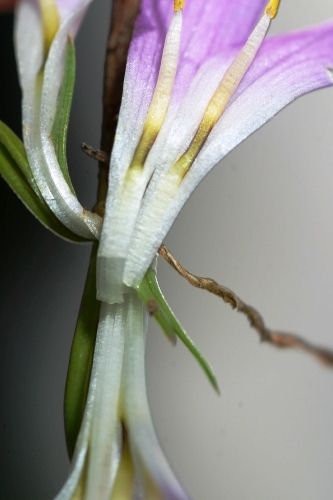 Merendera filifolia Camb.