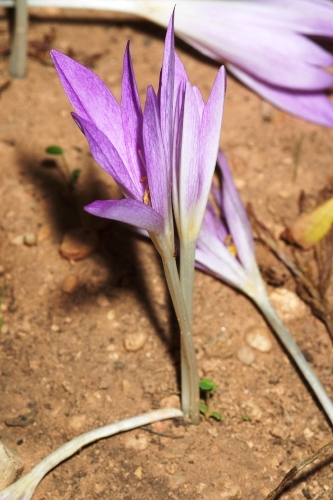 Merendera montana (L.) Lange