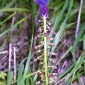 Muscari comosum (L.) Mill.