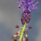 Muscari comosum (L.) Mill.