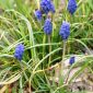 Muscari neglectum Guss. ex Ten.