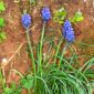 Muscari neglectum Guss. ex Ten.