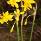 Narcissus assoanus Dufour ex Shult. & Shult.fil.