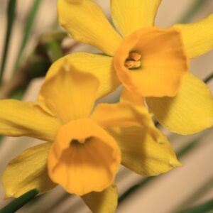 Narcissus assoanus Dufour ex Shult. & Shult.fil.