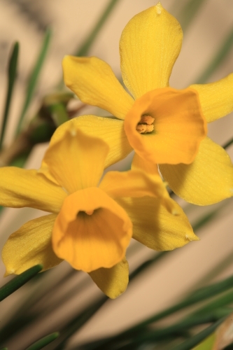 Narcissus assoanus Dufour ex Shult. & Shult.fil.